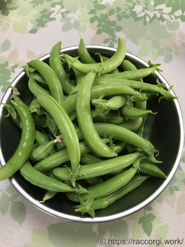 収穫したスナップエンドウ