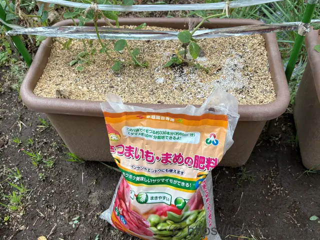 スナップエンドウの追肥