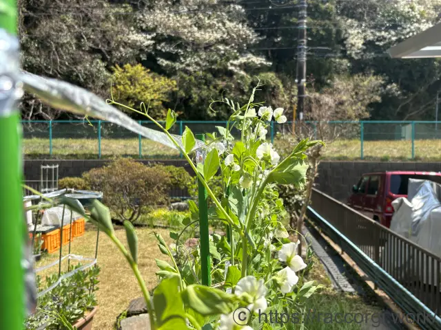 スナップエンドウのプランター栽培