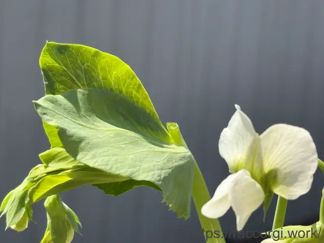 スナップエンドウの摘芯