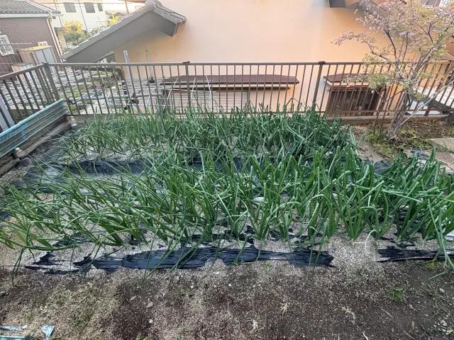 玉ねぎの栽培