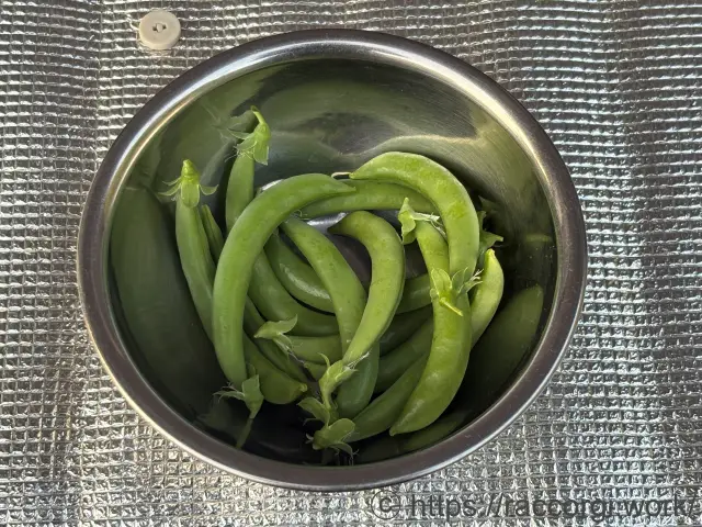 収穫したスナップエンドウ
