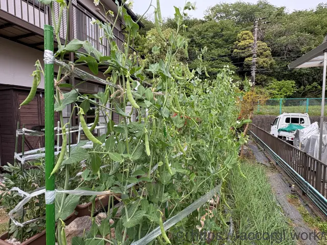 スナップエンドウのプランター栽培