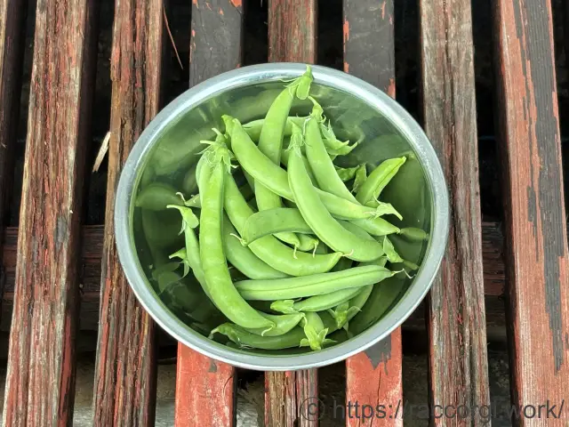 収穫したスナップエンドウ