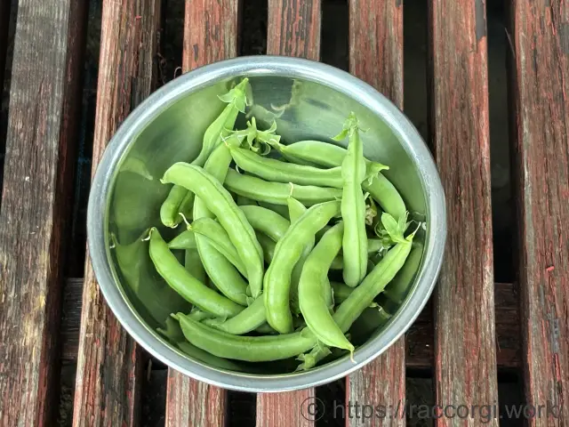 収穫したスナップエンドウ