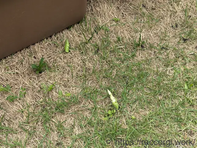 そら豆の食害