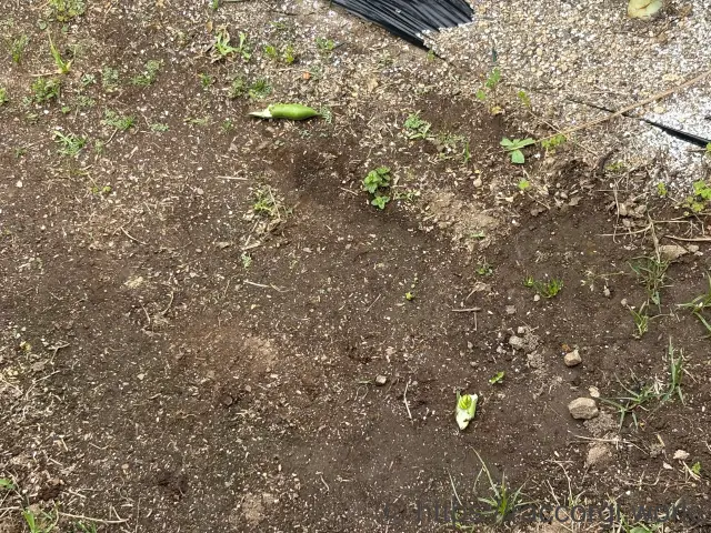 そら豆の食害