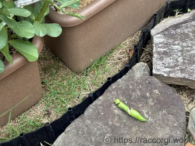 そら豆の食害