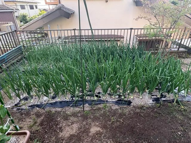 玉ねぎの栽培
