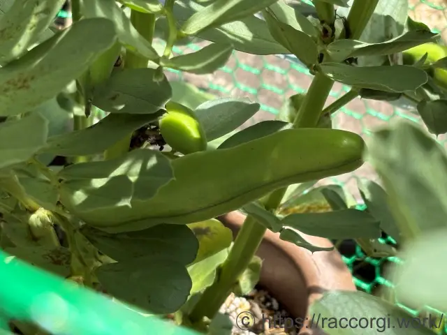 そら豆の鞘