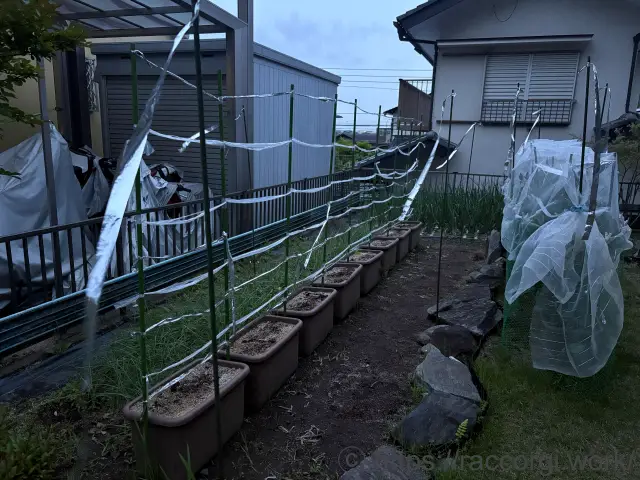 スナップエンドウの畑仕舞い
