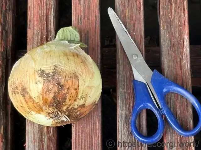収穫した玉ねぎ