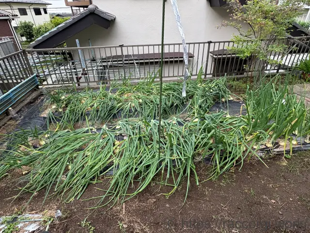 玉ねぎの風による倒伏