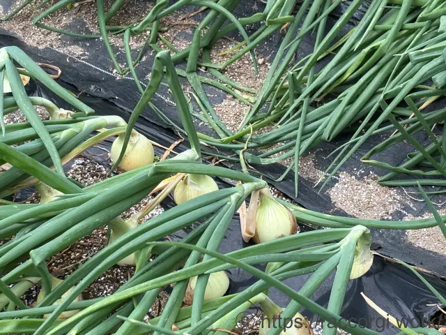 玉ねぎの風による倒伏