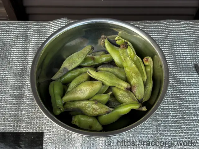 収穫したそら豆