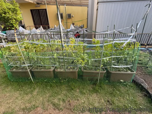 そら豆を植えたプランター