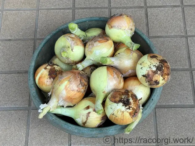 収穫した玉ねぎ