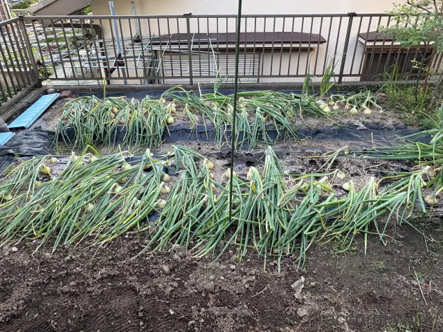 収穫前の玉ねぎ