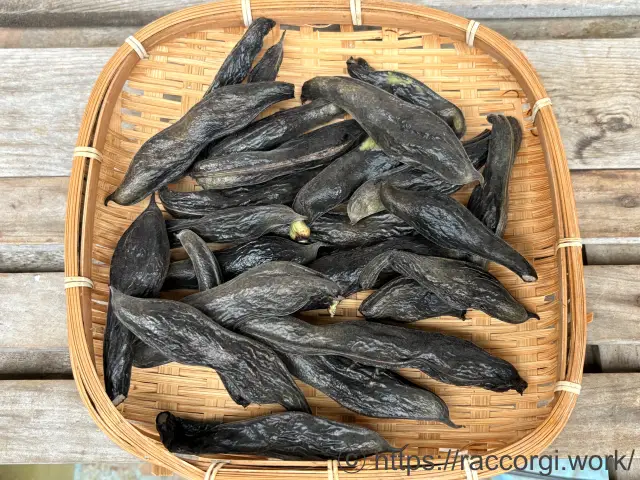 そら豆の種