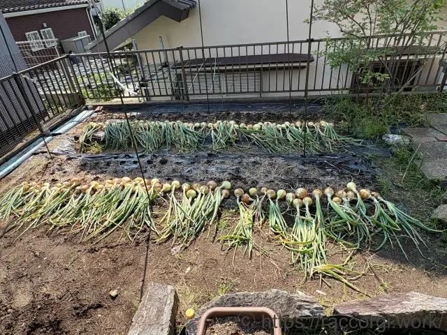 玉ねぎの収穫