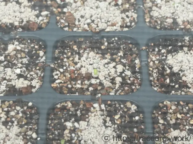 リーフレタスの発芽