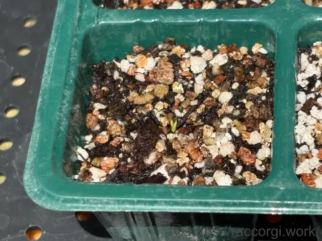 スイートバジルの発芽