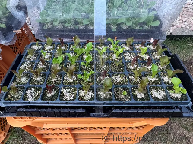 リーフレタスのセルトレイ栽培