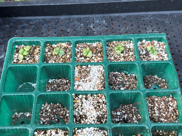 スイートバジルの栽培