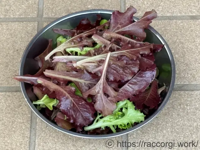 収穫したリーフレタス