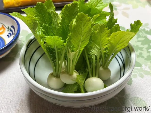 収穫した小カブ