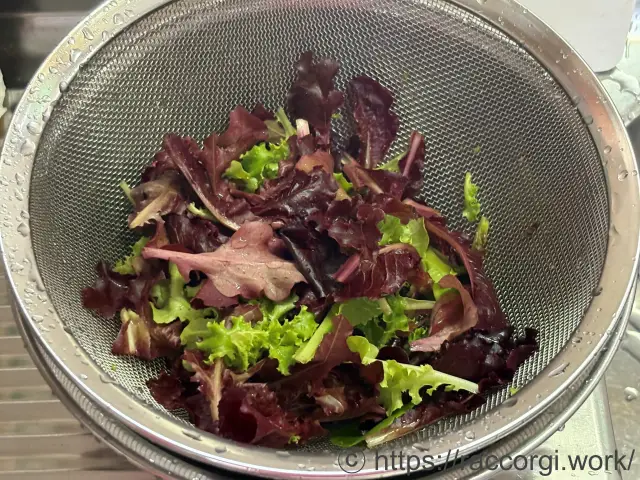 収穫したリーフレタス