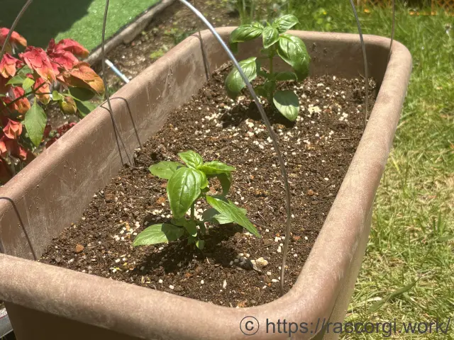 プランターに定植したスイートバジル