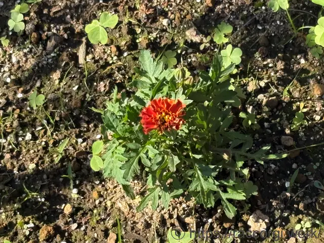 マリーゴールドの開花