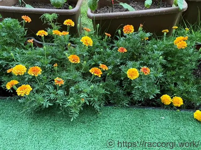花壇のフレンチマリーゴールド
