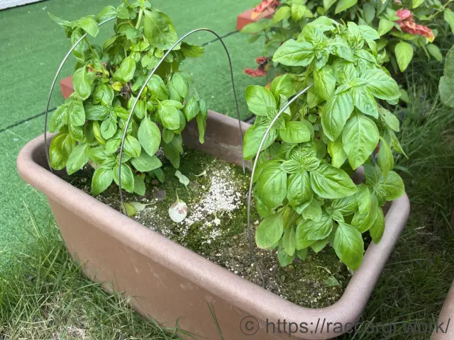 スイートバジルのプランター栽培