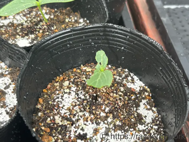 きゅうりの虫による食害