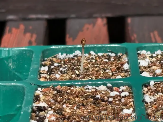ナスの発芽
