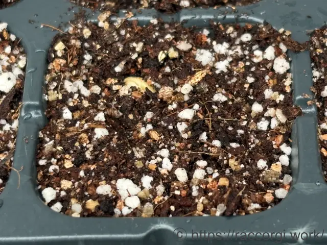 枝豆の発芽