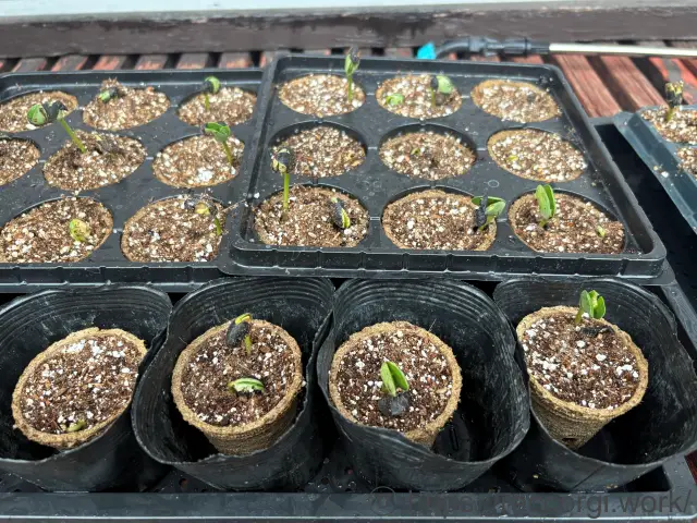 枝豆の発芽