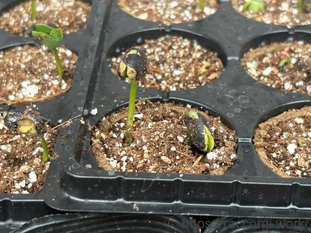 枝豆の発芽