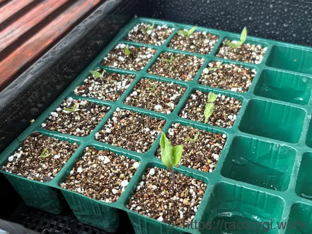 なすの発芽