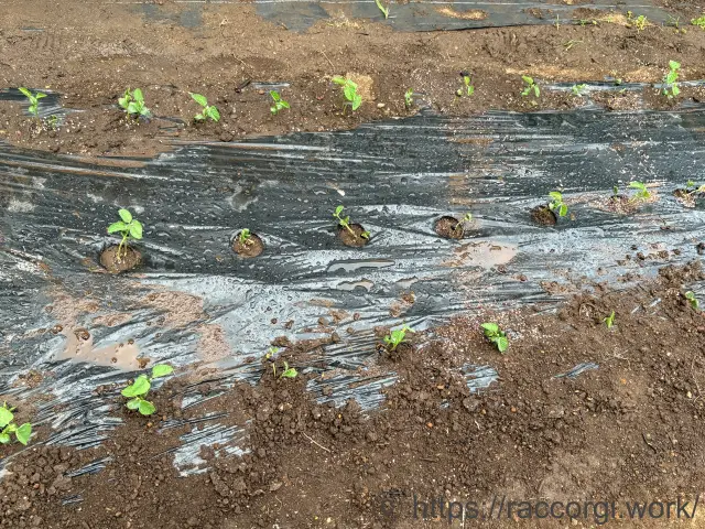 枝豆の定植