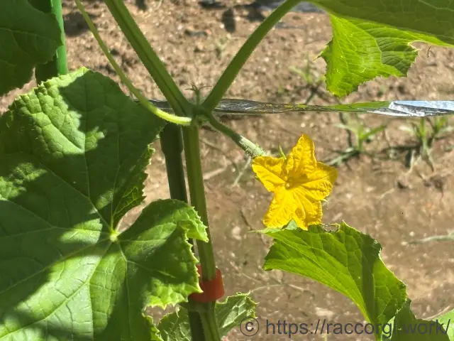 きゅうりの一番花