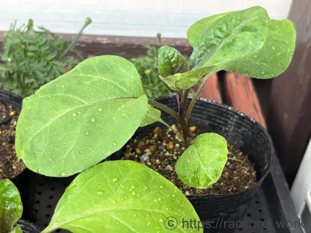 ナスの育苗