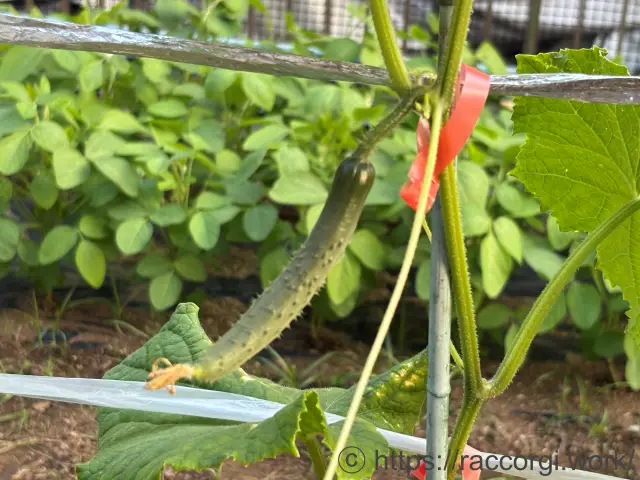 きゅうりの一番果