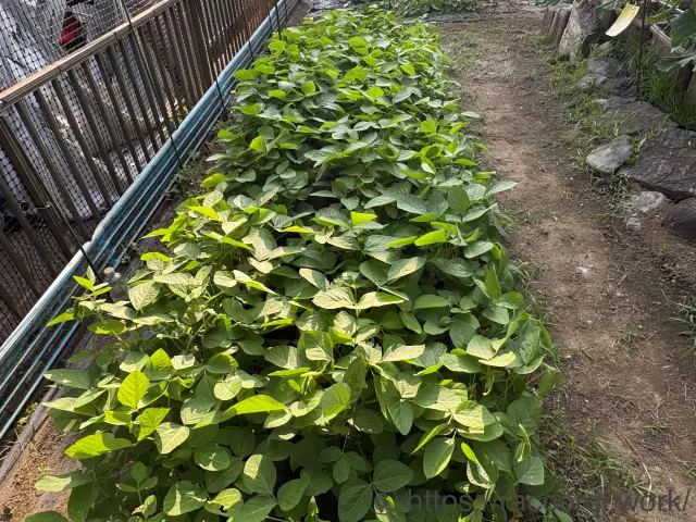 枝豆の栽培