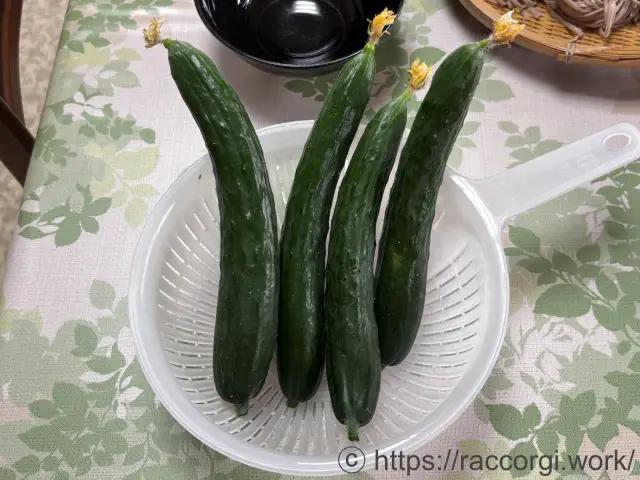 収穫したきゅうり