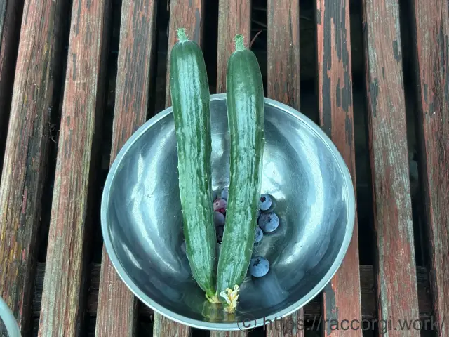 収穫したきゅうり