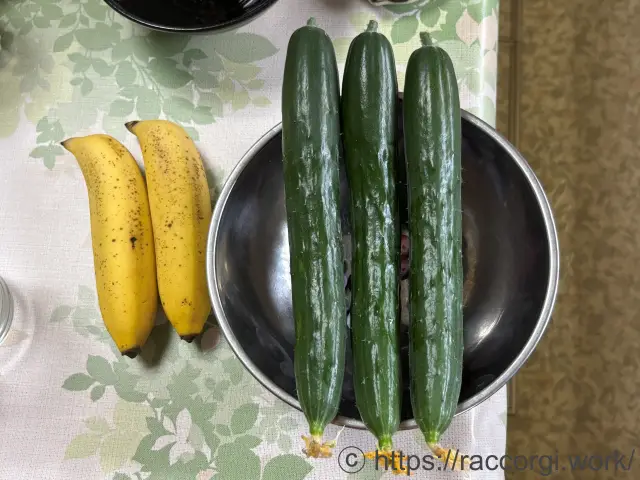 収穫したきゅうり