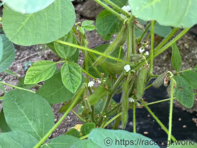 枝豆の着莢